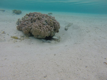 タハアの珊瑚